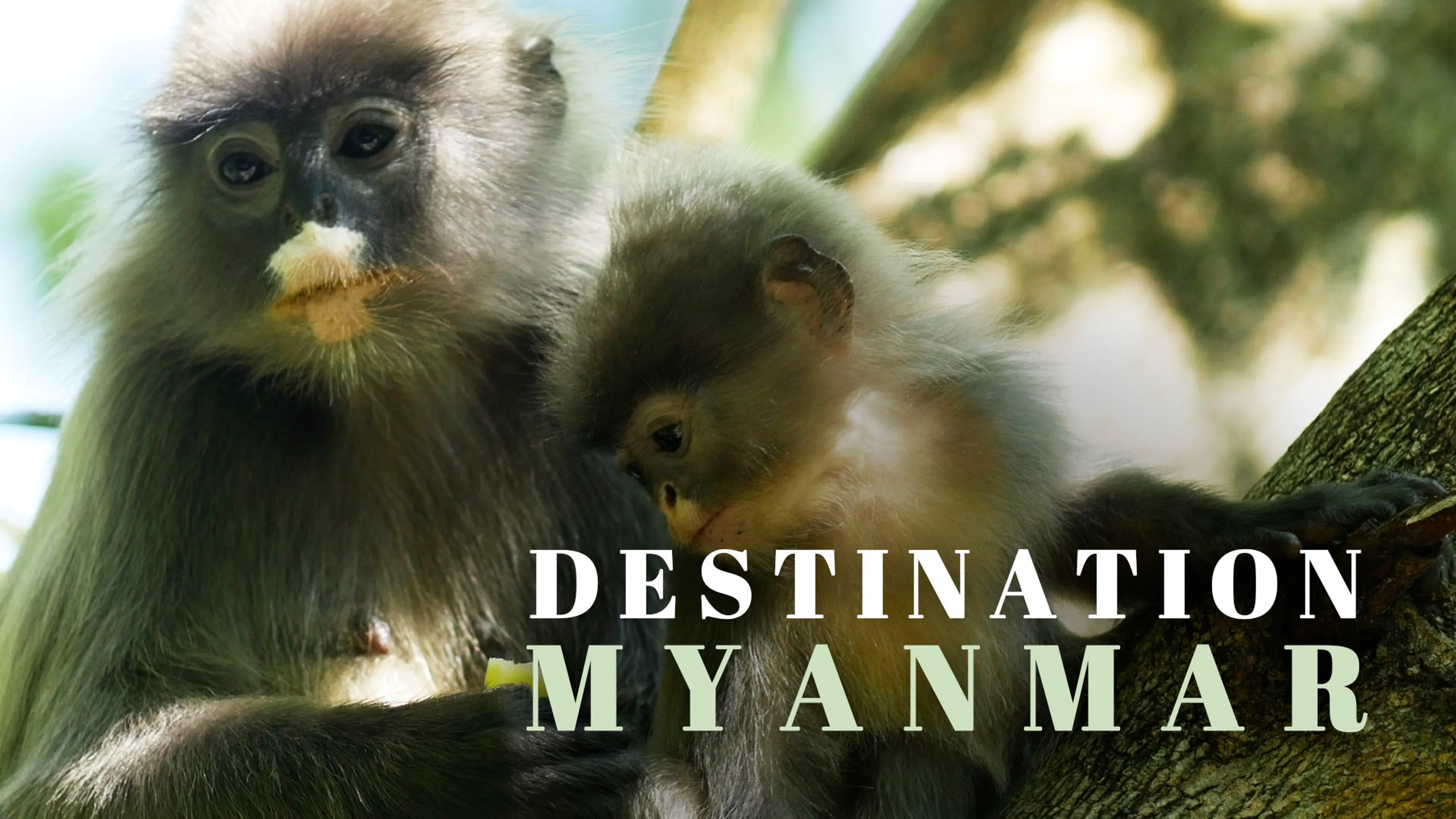 Destination Myanmar poster